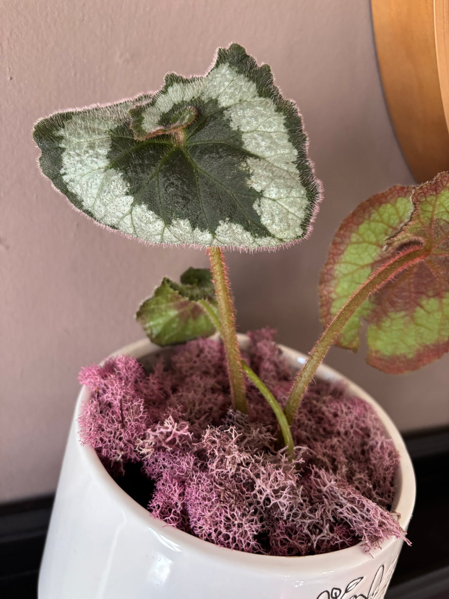 Potted Begonia 'Escargot'