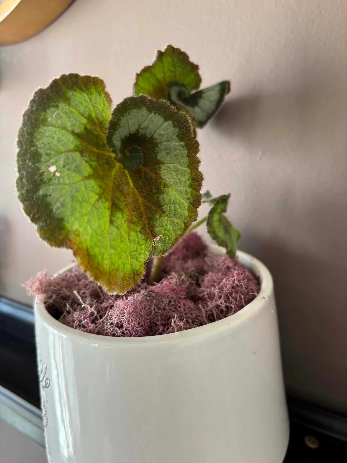 Potted Begonia 'Escargot'