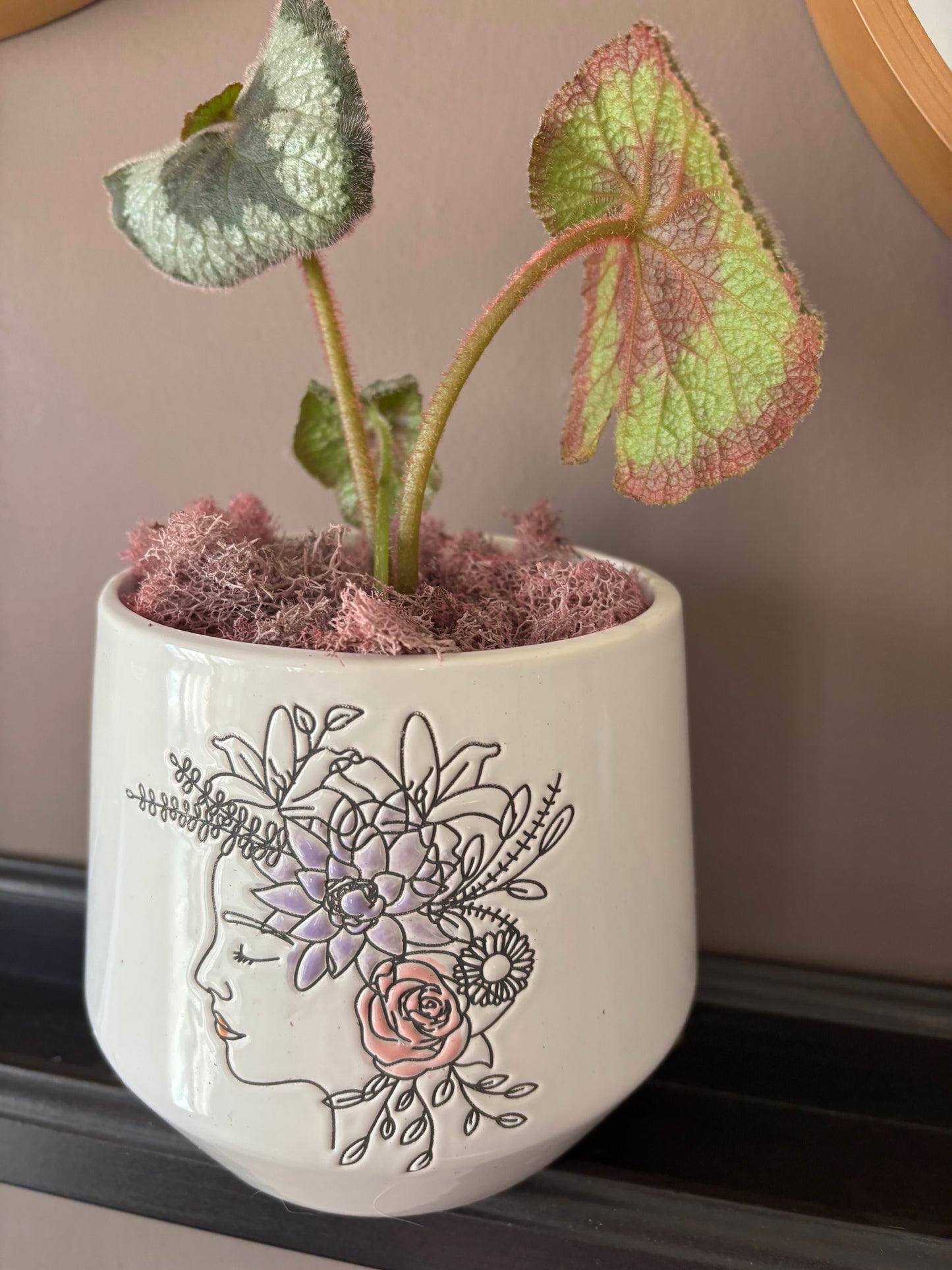 Potted Begonia 'Escargot'