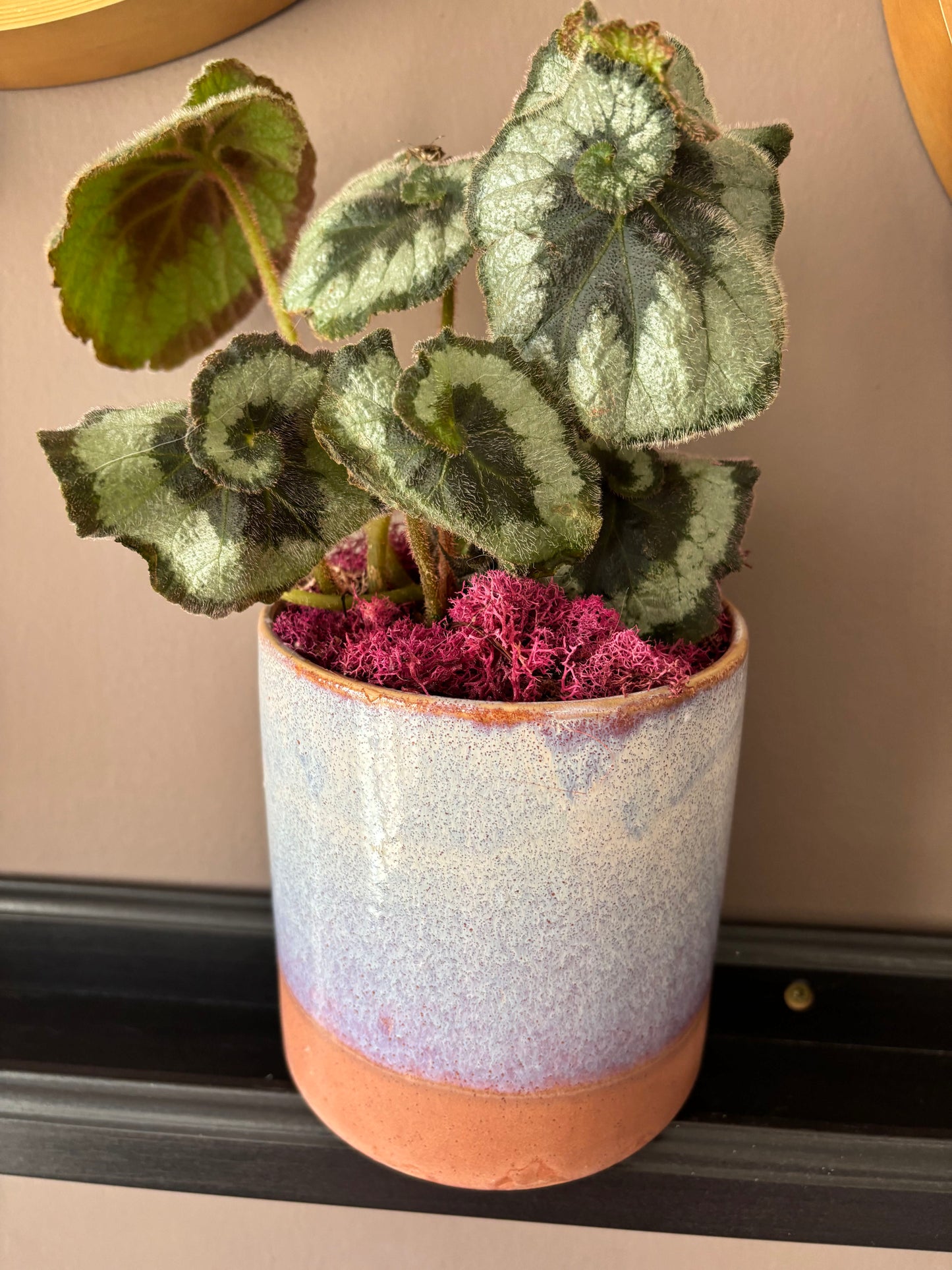 Potted Begonia 'Escargot'