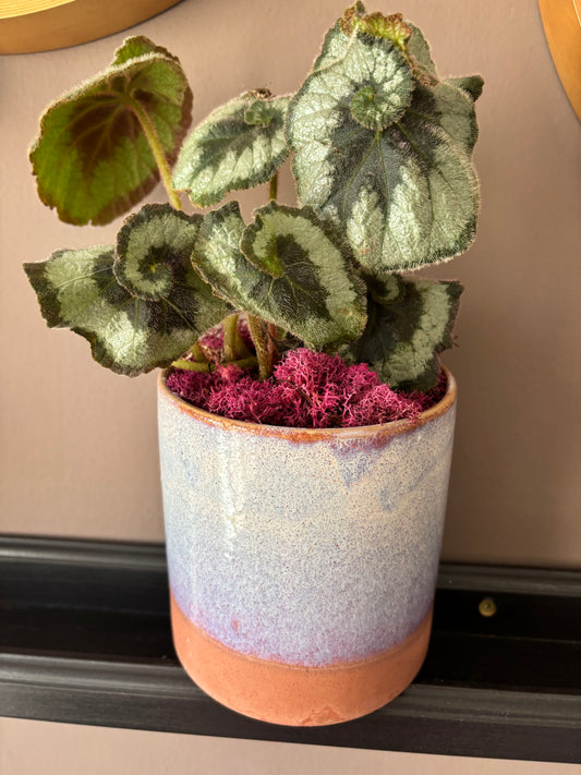 Potted Begonia 'Escargot'