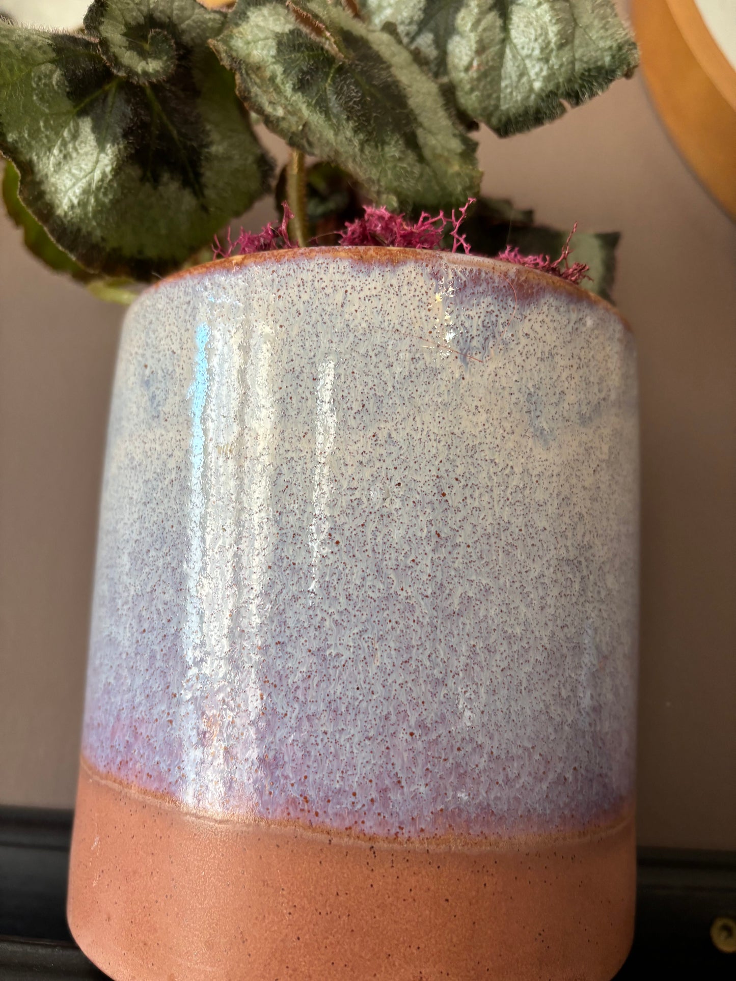 Potted Begonia 'Escargot'