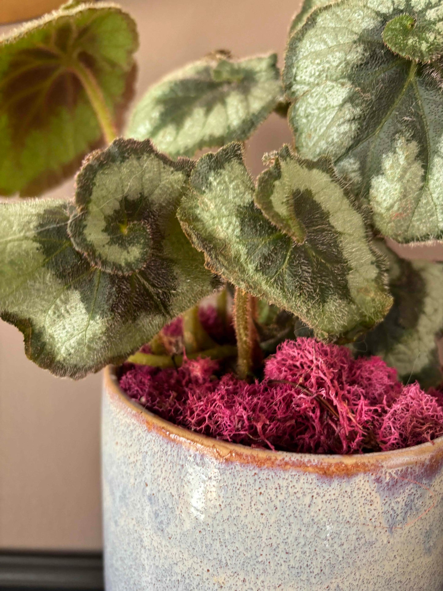 Potted Begonia 'Escargot'