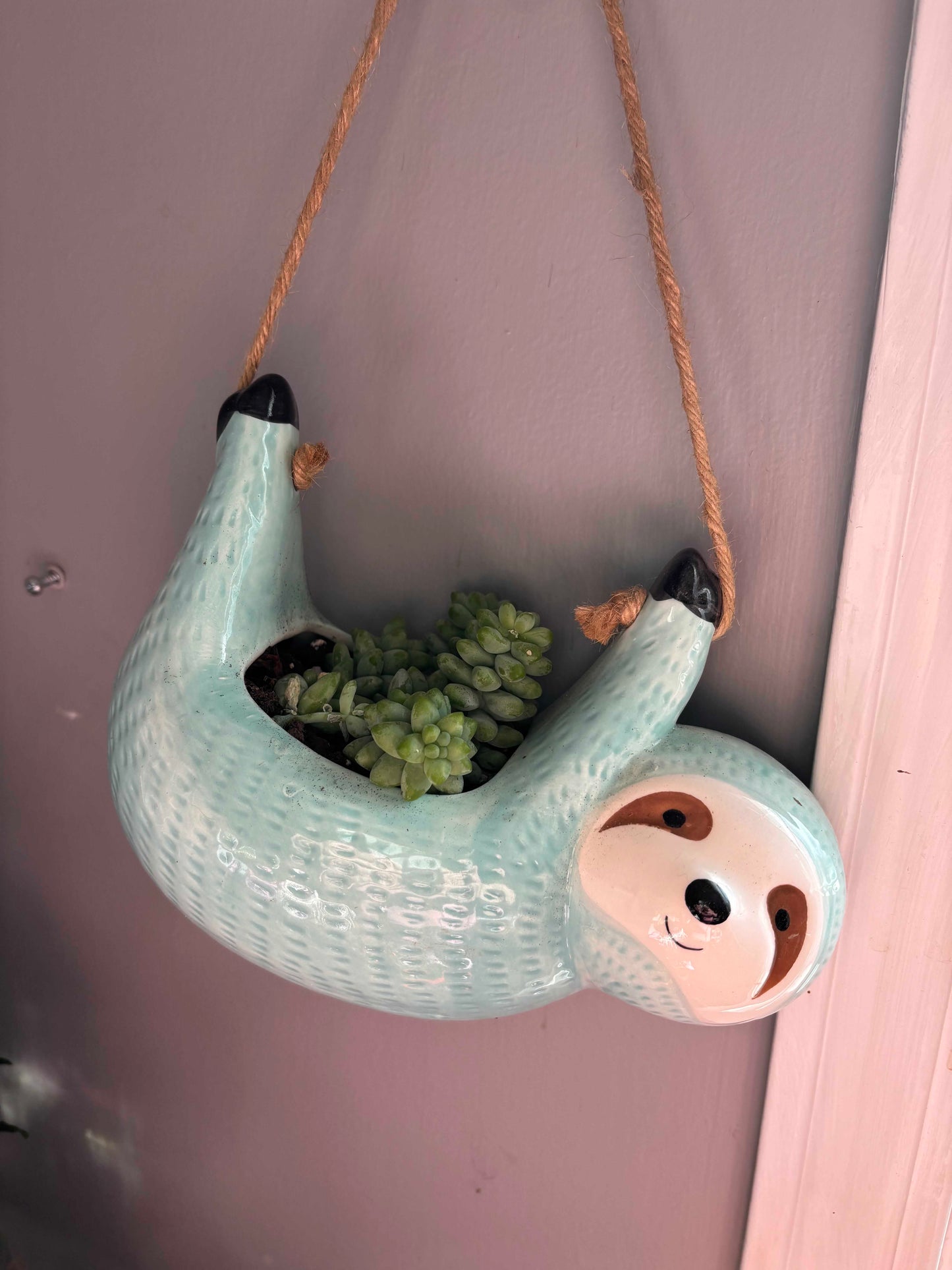 Potted Succulent "Burro's Tail" or Donkey Tail