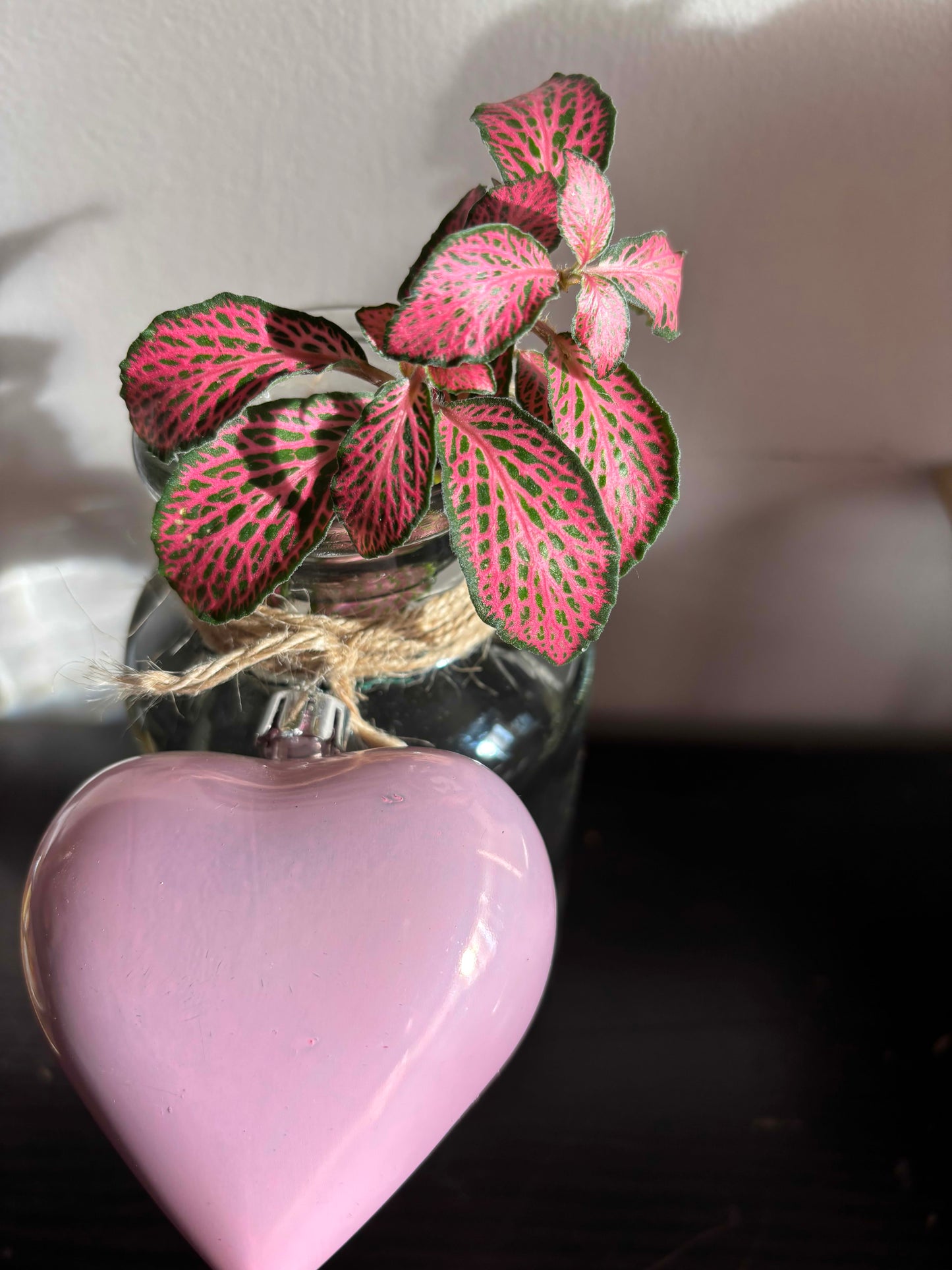 Enchanted Vase with Nerve Plant