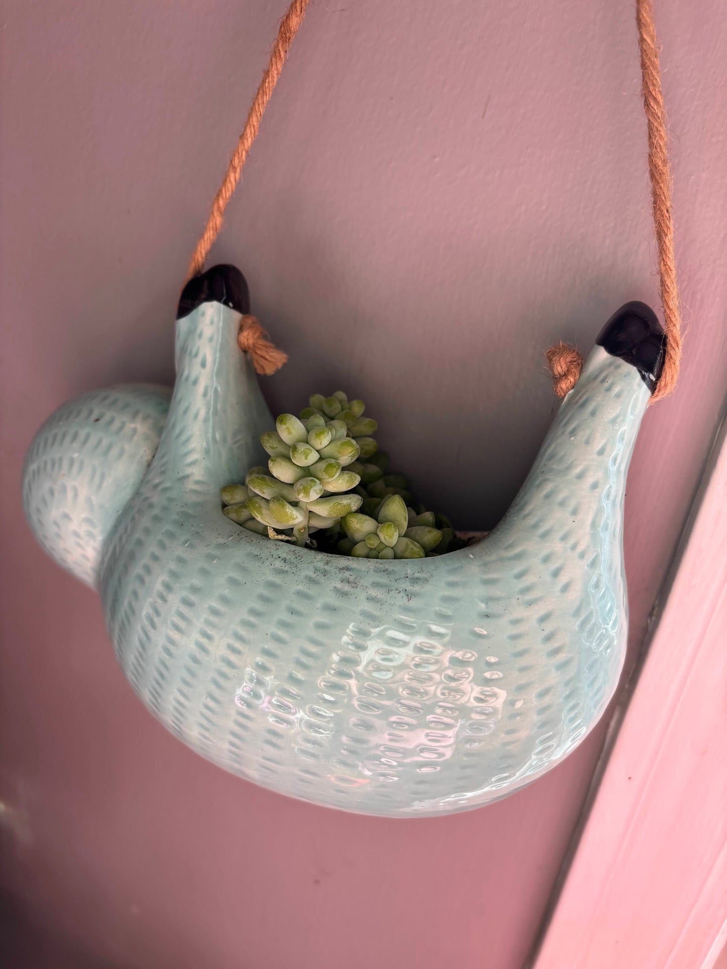 Potted Succulent "Burro's Tail" or Donkey Tail