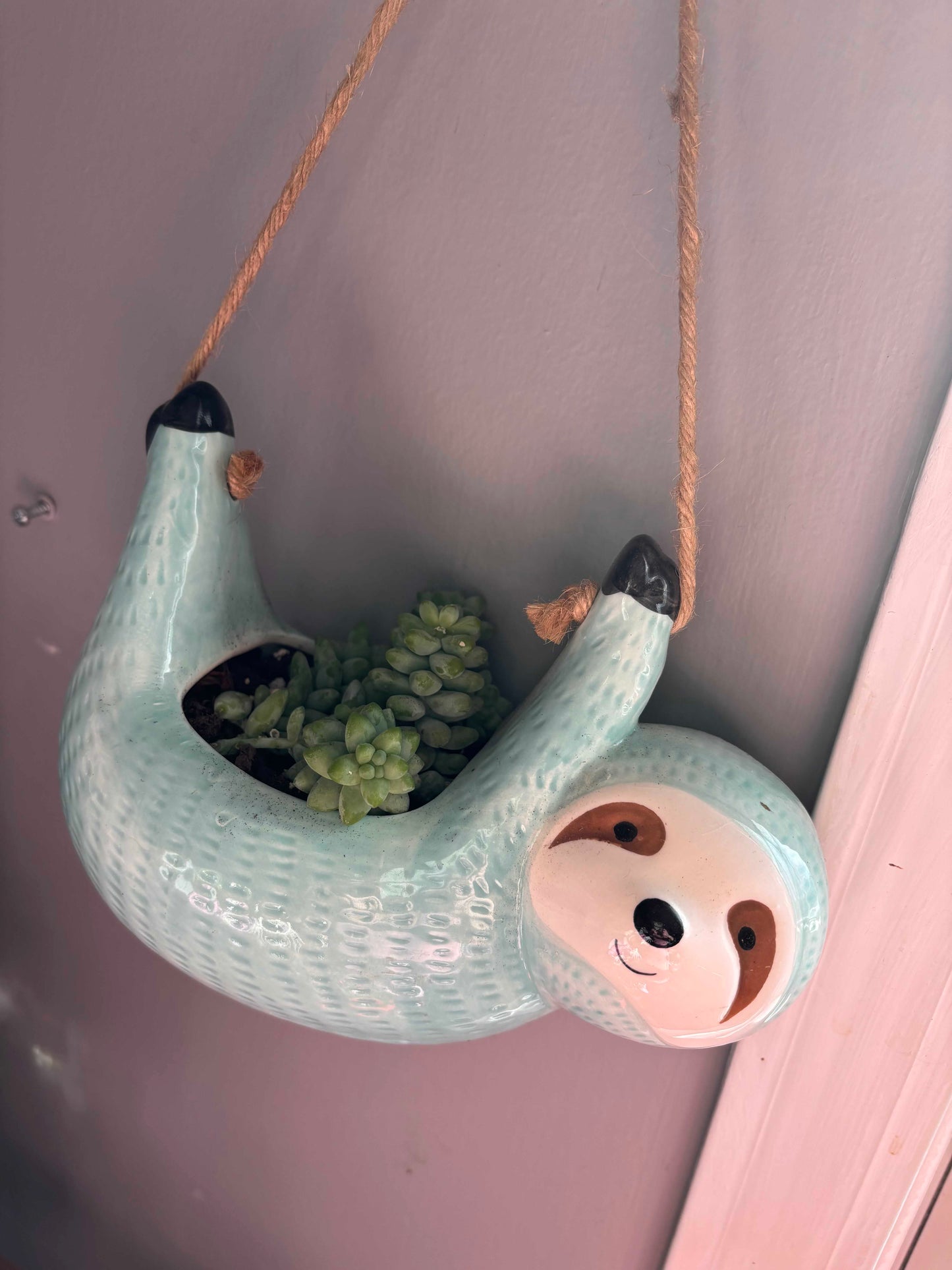 Potted Succulent "Burro's Tail" or Donkey Tail