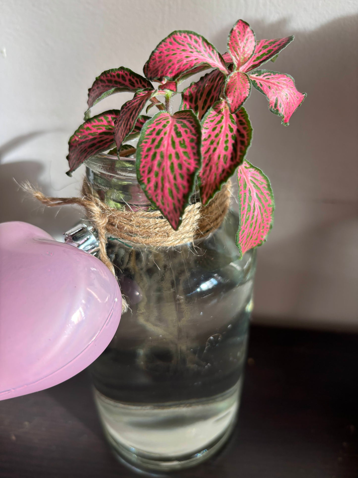 Enchanted Vase with Nerve Plant