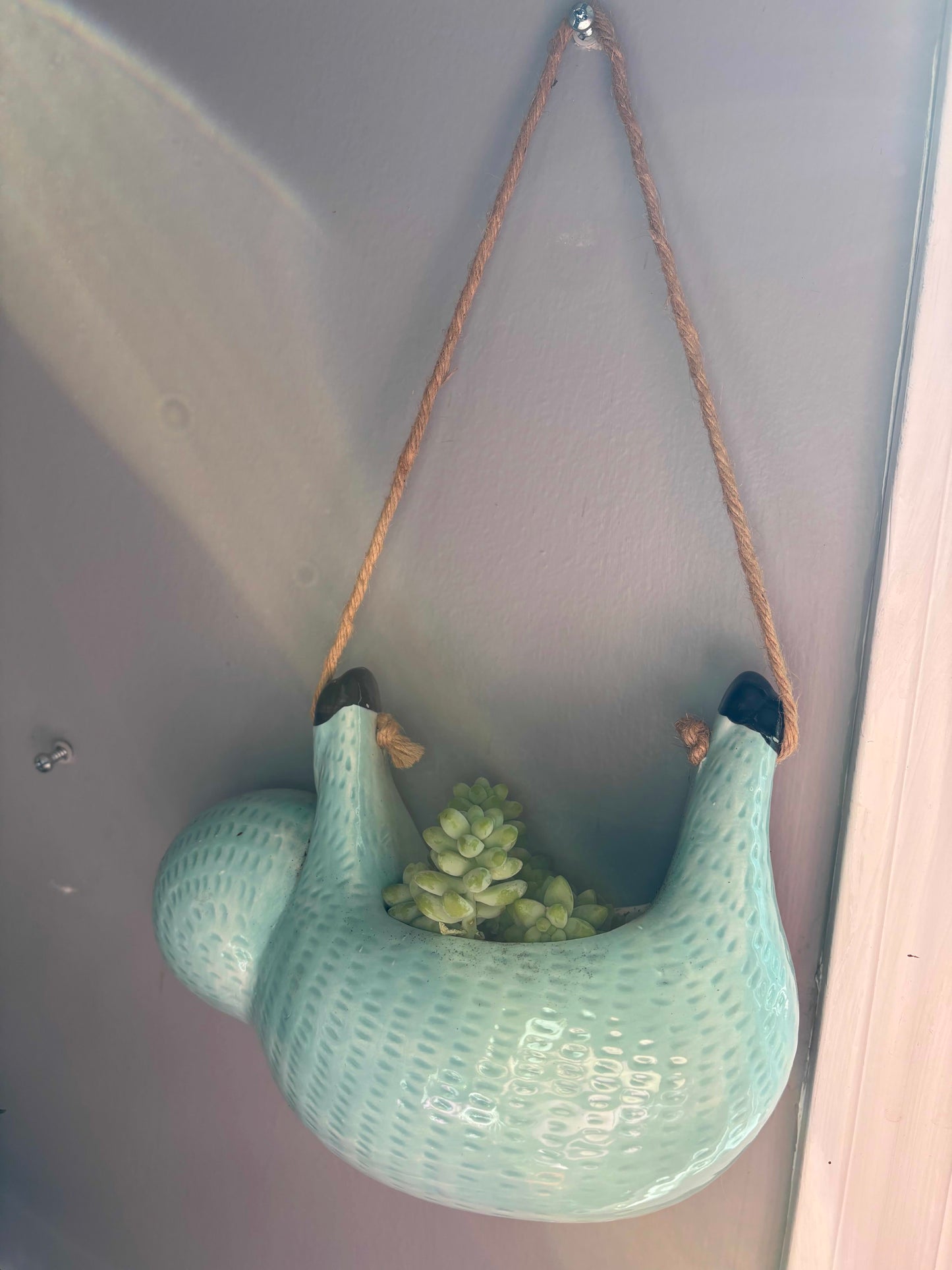 Potted Succulent "Burro's Tail" or Donkey Tail