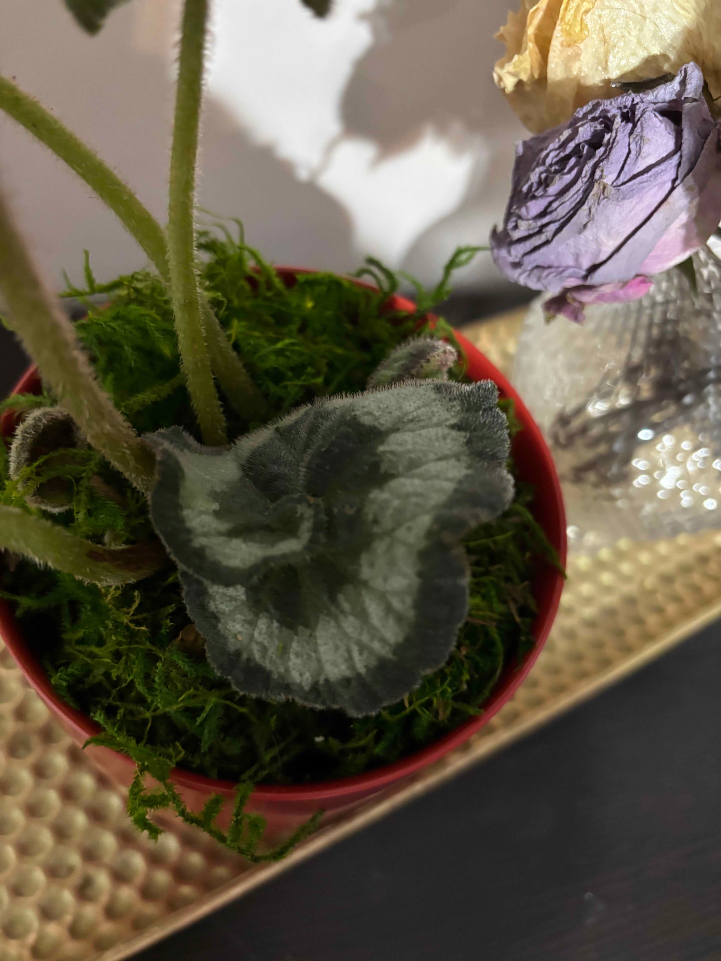Potted plant with a decorative background
