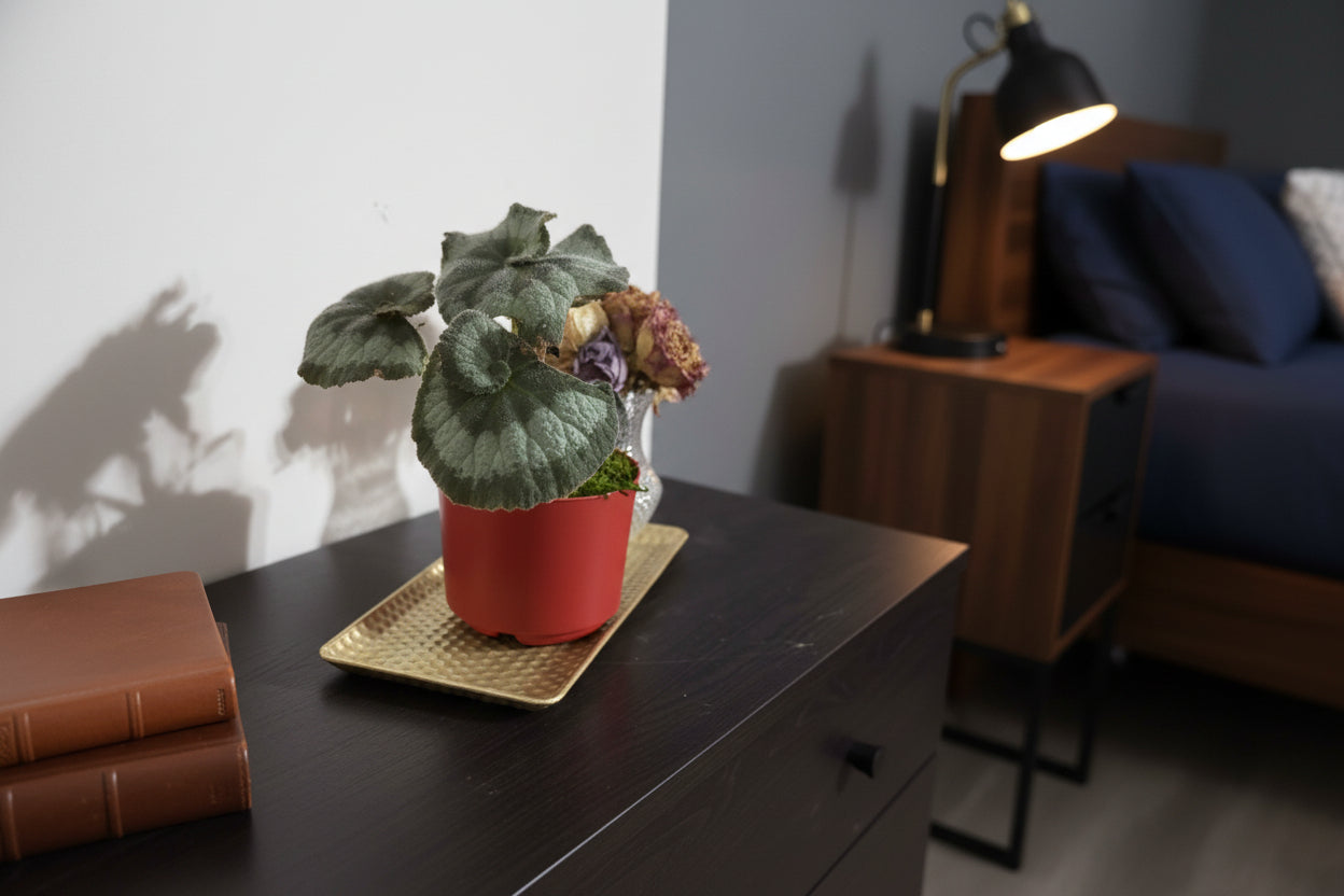 Potted plant on a dark surface with a blurred background