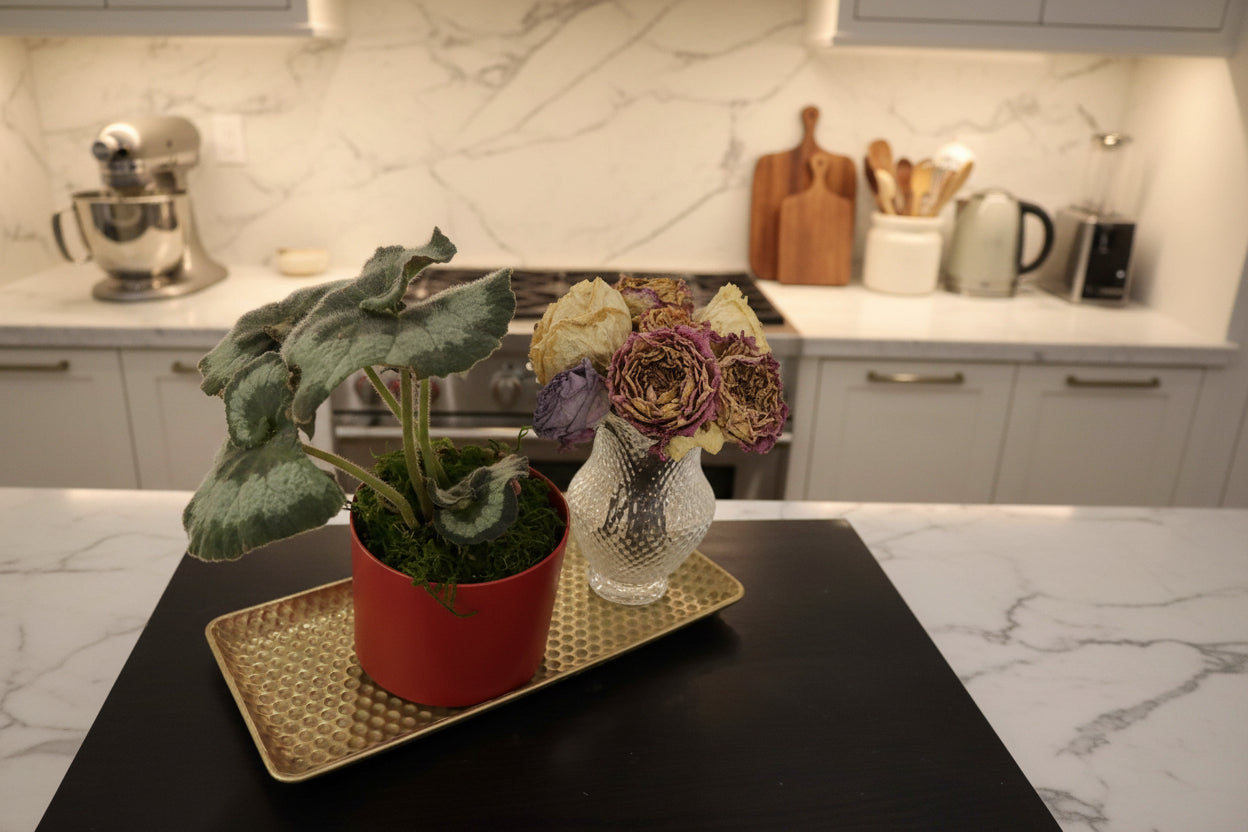 Potted plant on a textured surface with a blurred background
