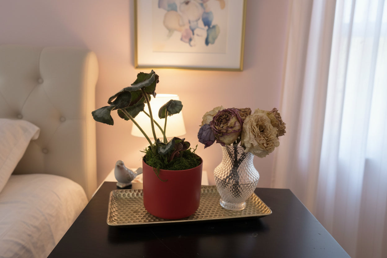 Potted plant and vase with dried flowers on a dark surface