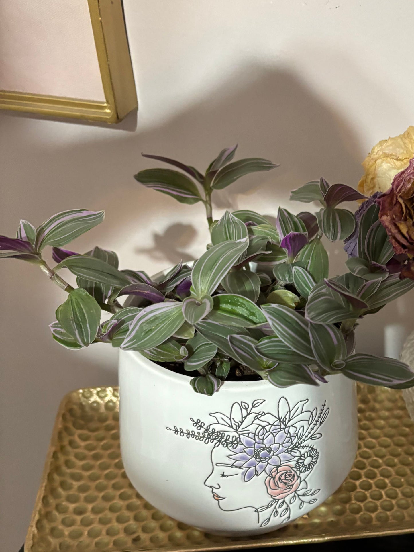 Tradescantia "Nanouk"