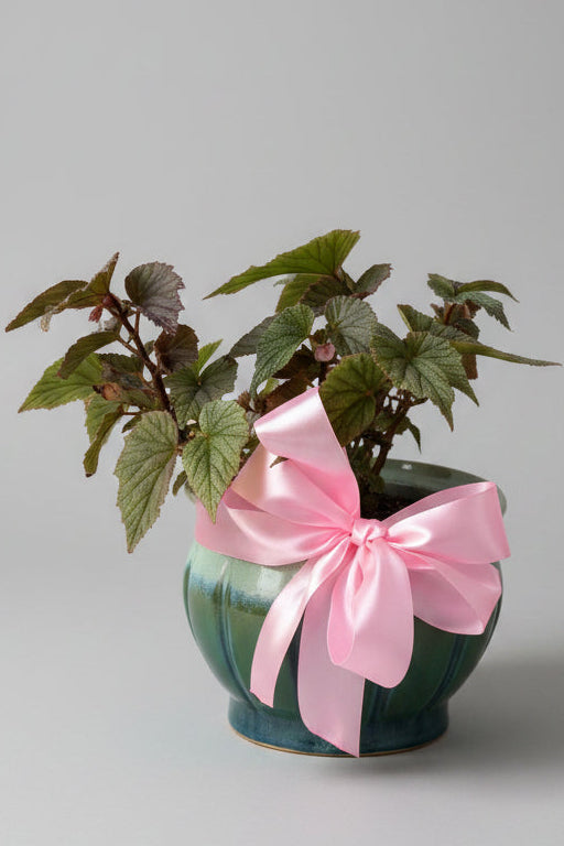 Sinbad Begonia