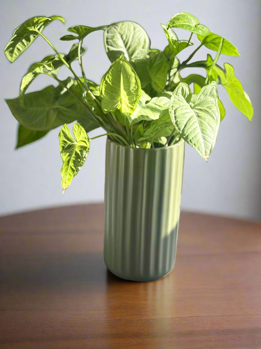 Hydroponic Sage Green Matte Vase with Arrowhead Plant