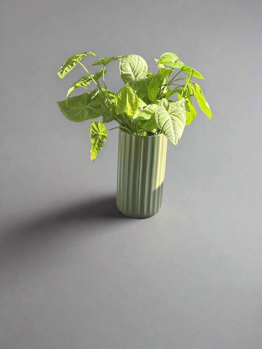 Hydroponic Sage Green Matte Vase with Arrowhead Plant