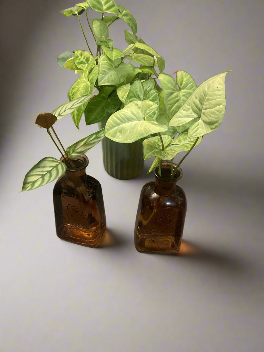 Brown Tinted Glass Apothecary Style Vase with Arrowhead Plant Cutting