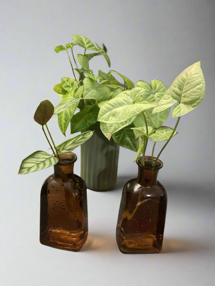 Brown Tinted Glass Apothecary Style Vase with Arrowhead Plant Cutting