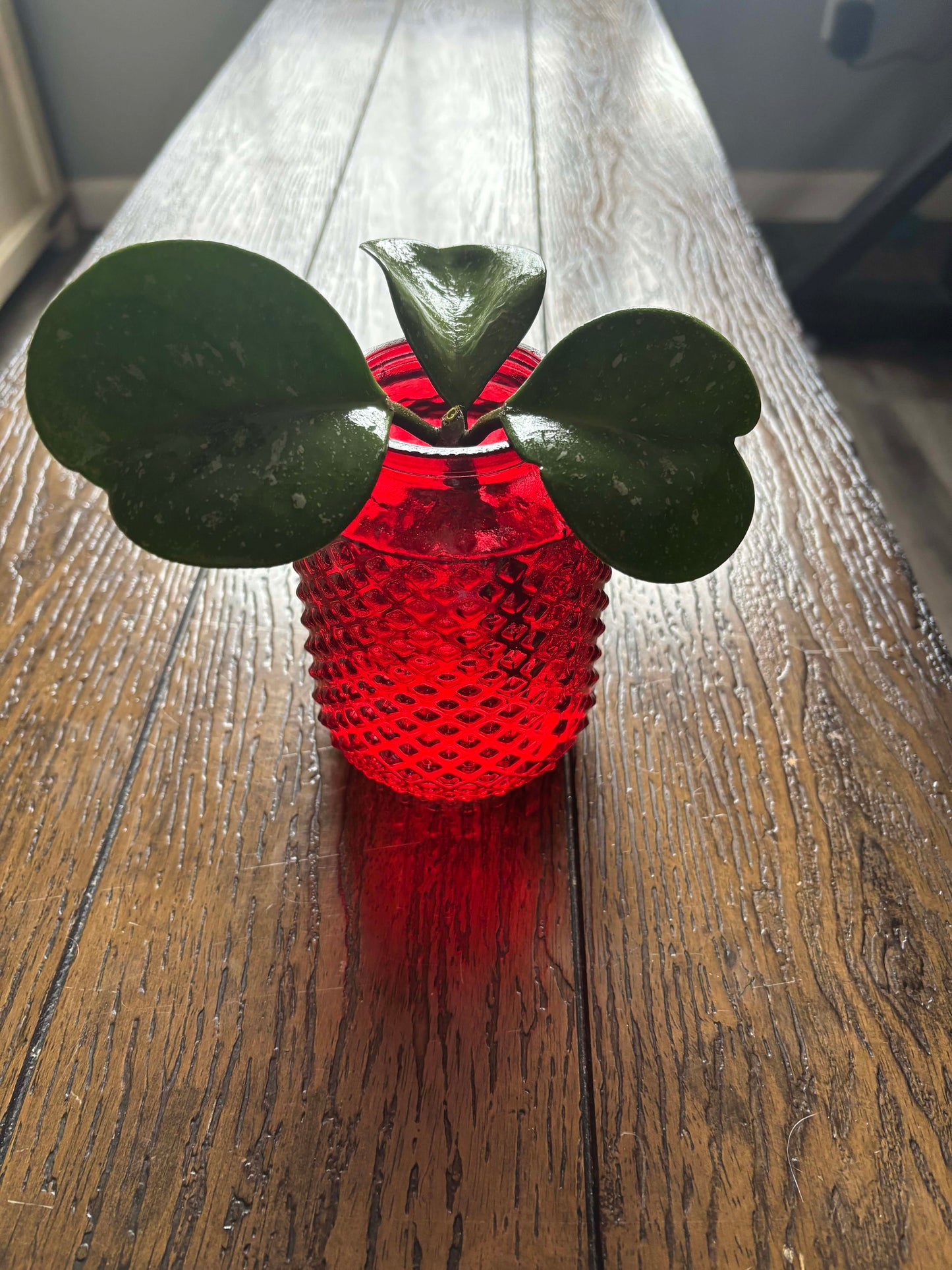 Red Tinted Glass Vase (4.5 in tall 2 in wide) with Hoya Obovata Cutting