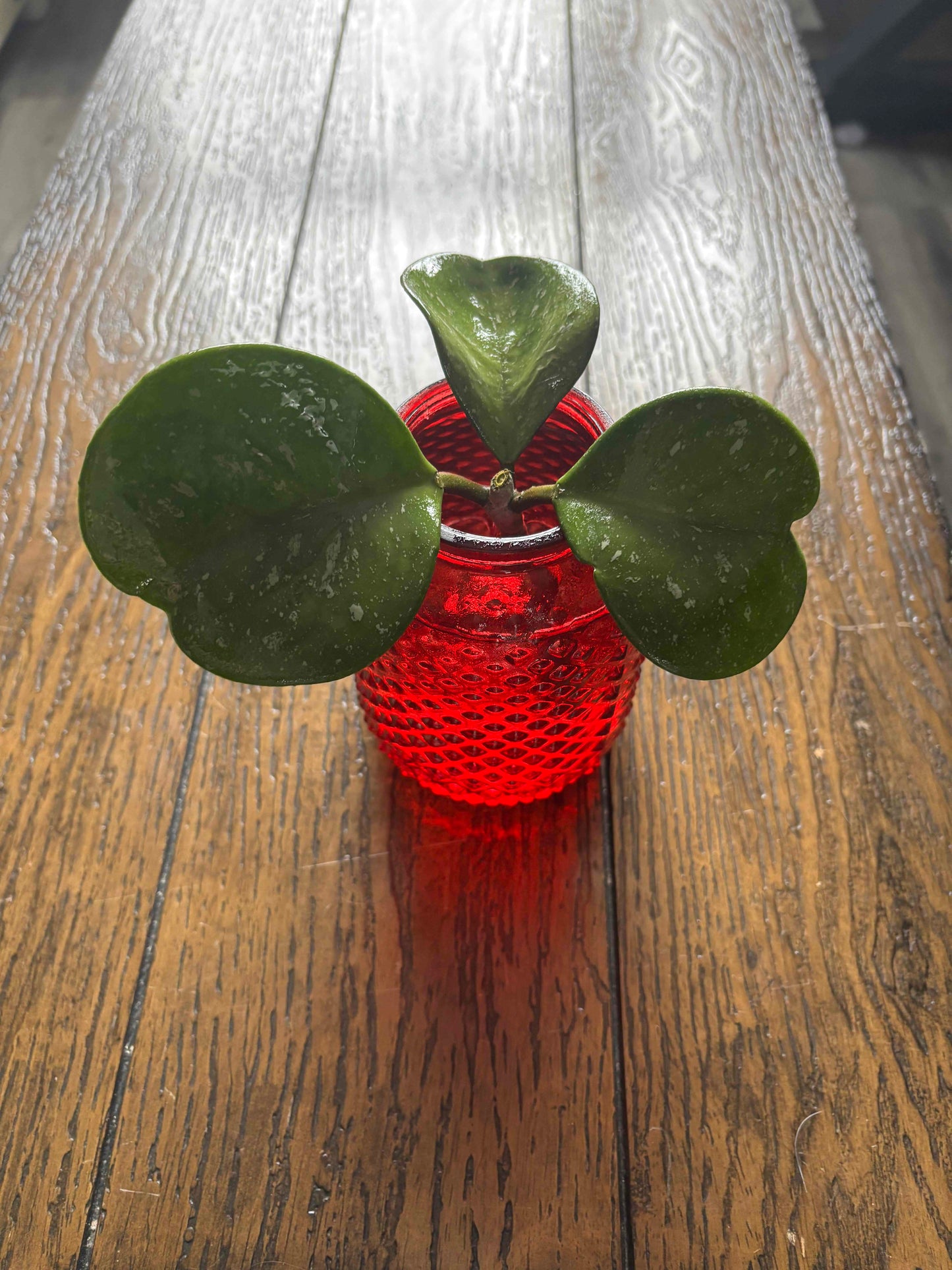 Red Tinted Glass Vase (4.5 in tall 2 in wide) with Hoya Obovata Cutting