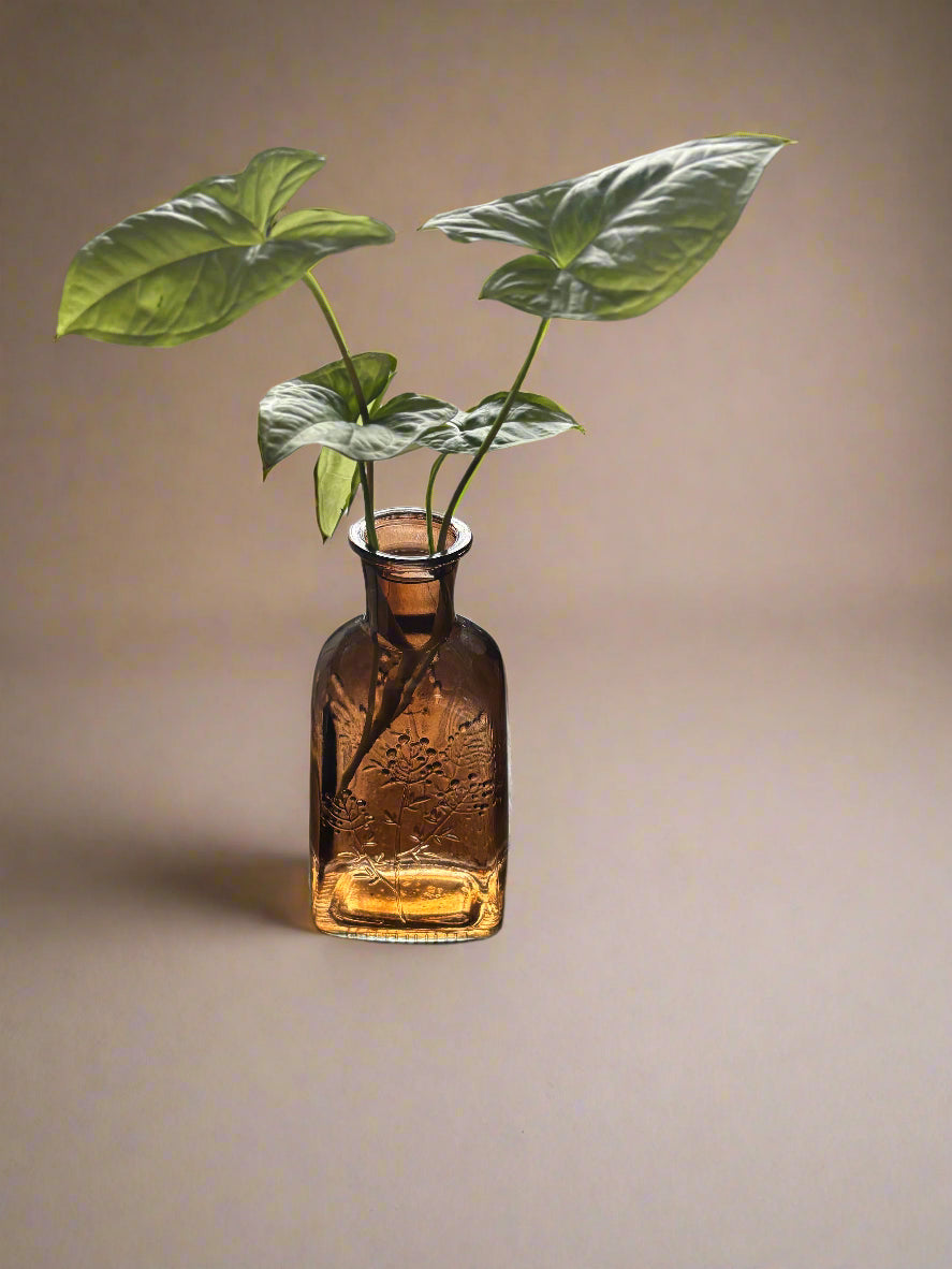 Brown Tinted Glass Apothecary Style Vase with Arrowhead Plant Cutting