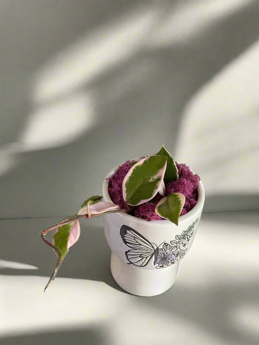 Hoya Carnosa in Butterfly Pedestal Planter