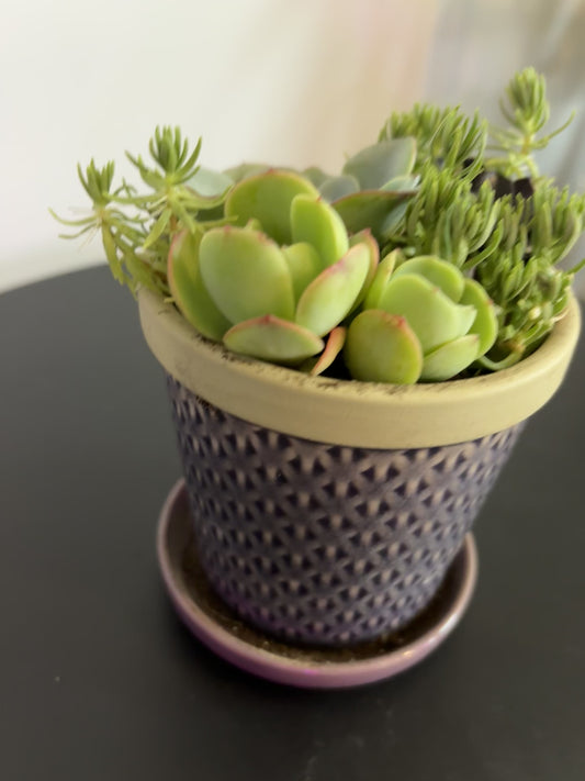 Small Succulent Arrangement in Purple Pot with Saucer